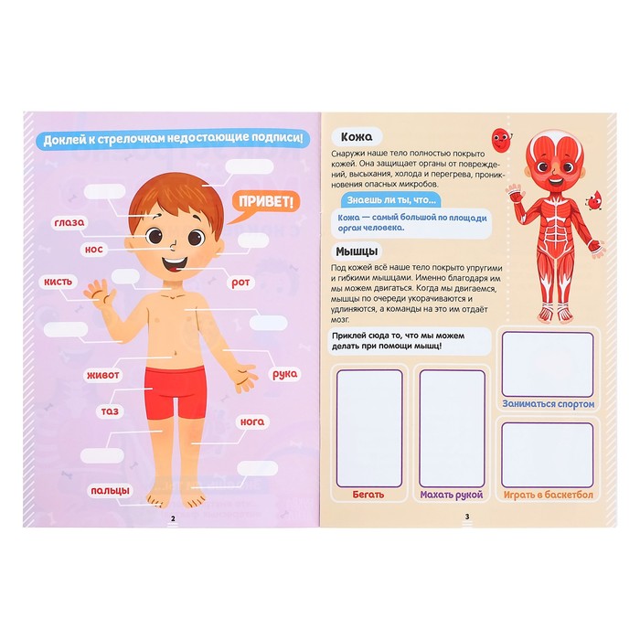 Наклейки «Как устроено моё тело», 16 стр. 4859820